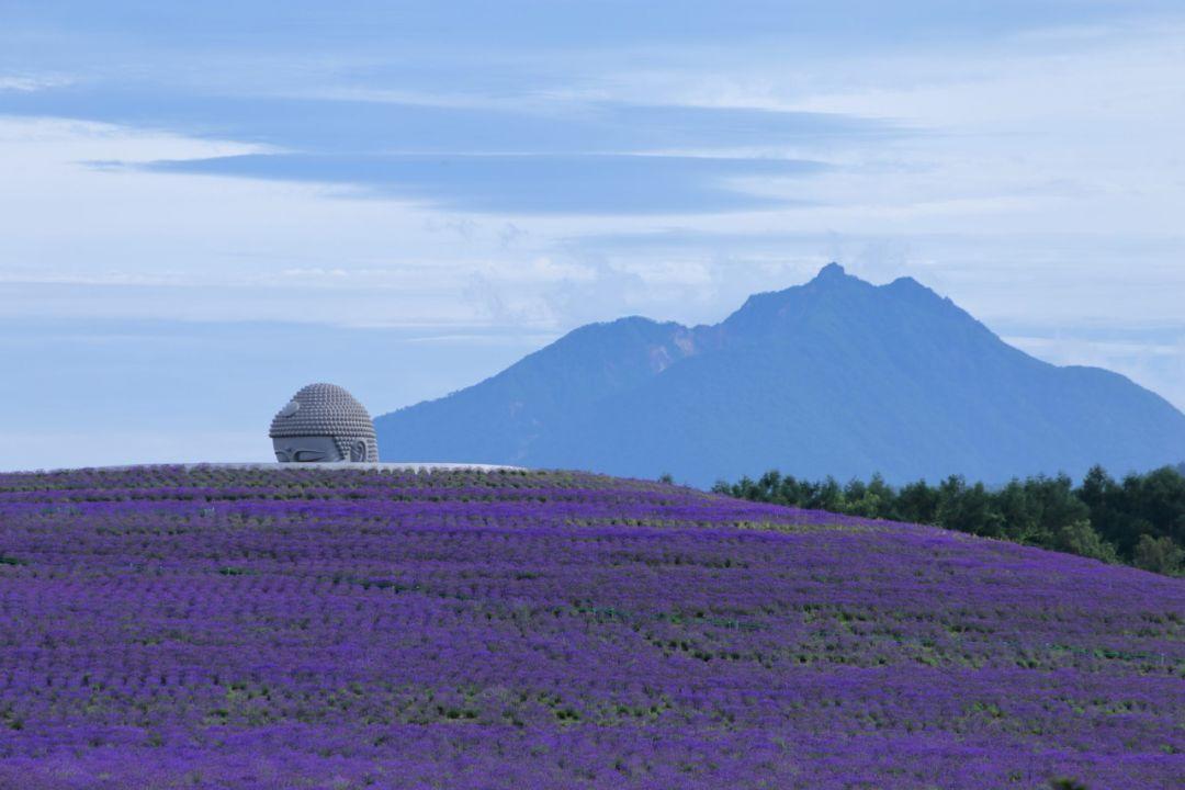 日本北海道薰衣草花海开了，浪漫整个夏天！