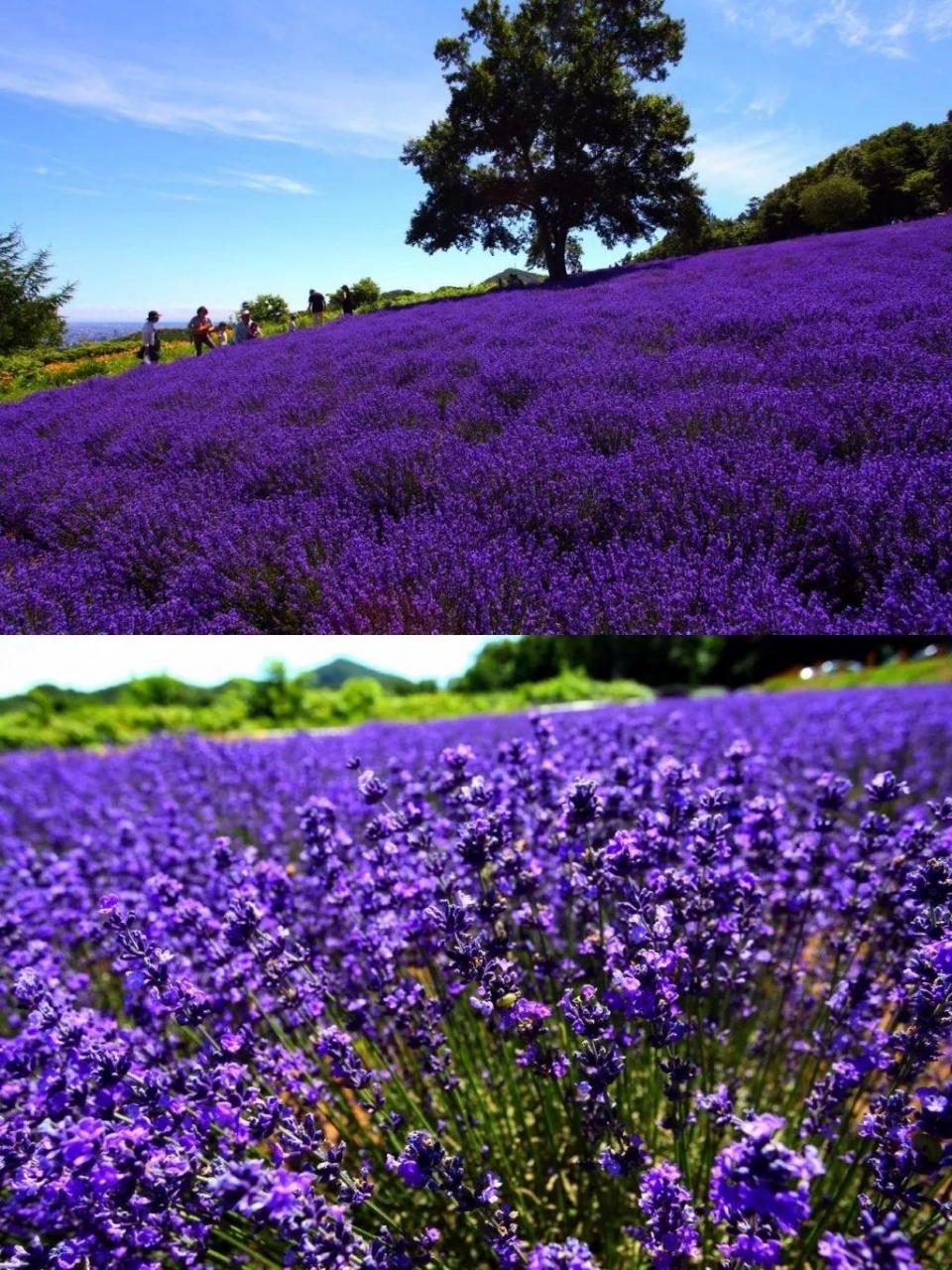 日本北海道薰衣草花海开了，浪漫整个夏天！