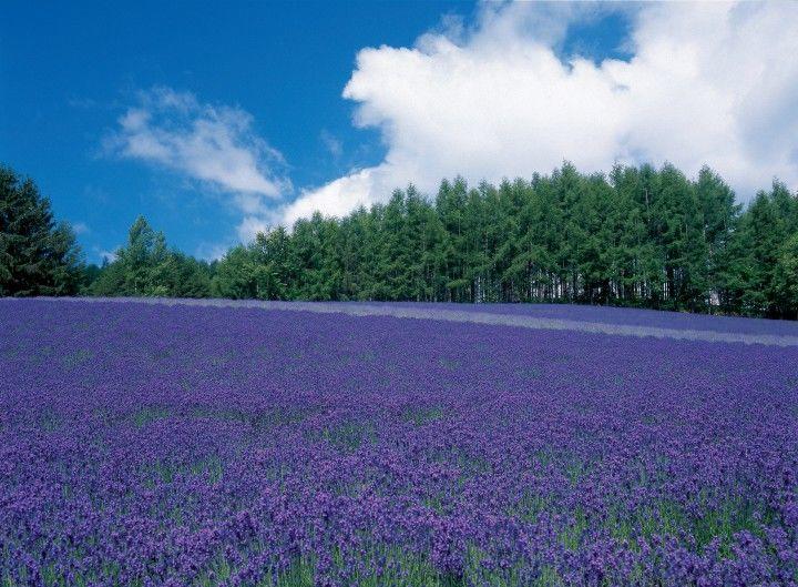 日本北海道薰衣草花海开了，浪漫整个夏天！