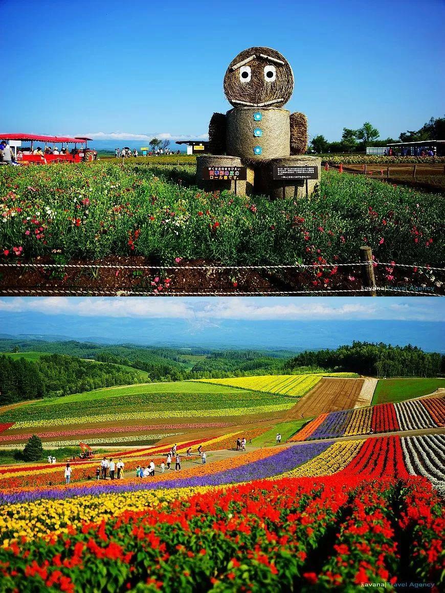 日本北海道薰衣草花海开了，浪漫整个夏天！