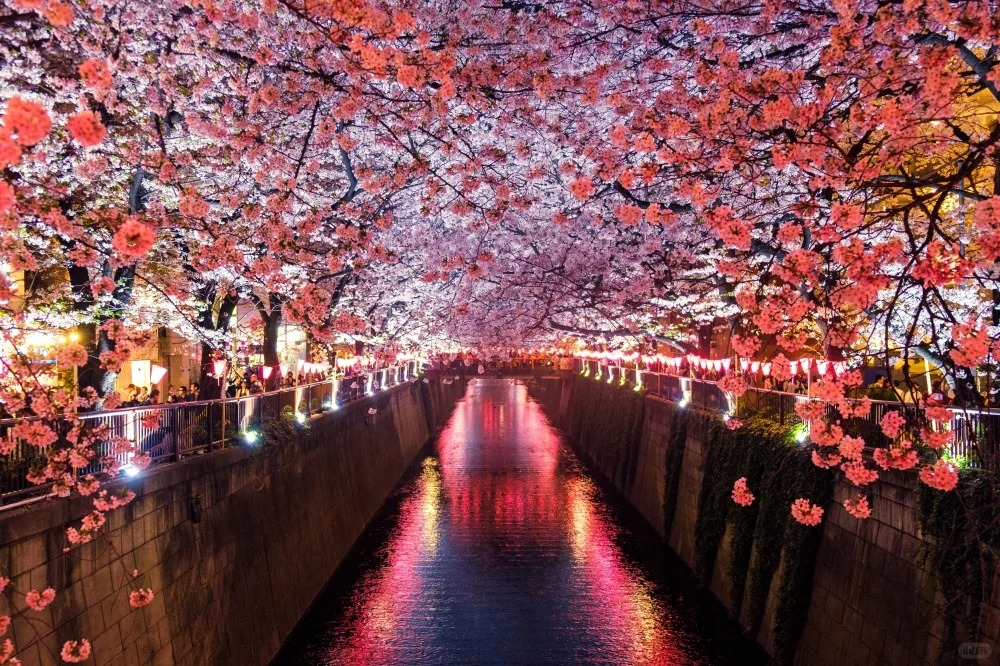 2024日本樱花季 | 日本各地开花预测及必去赏樱景点推荐