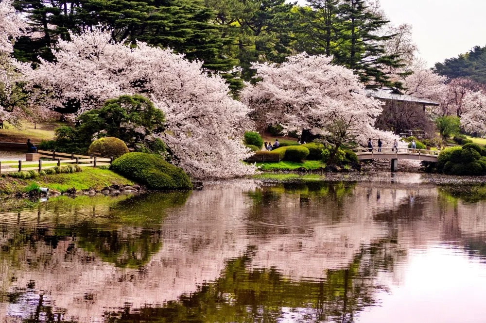 2024日本樱花季 | 日本各地开花预测及必去赏樱景点推荐