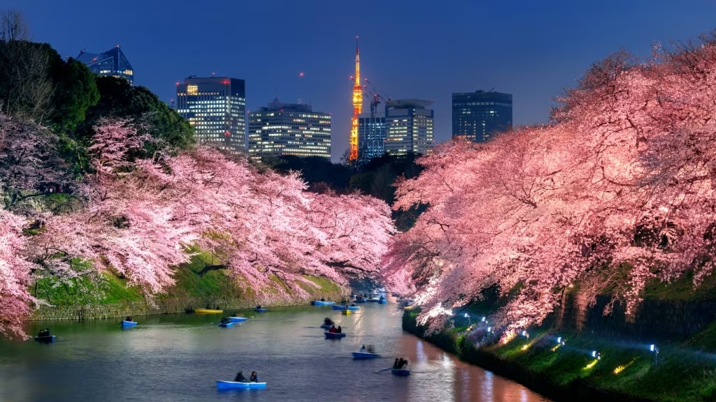2024日本樱花季 | 日本各地开花预测及必去赏樱景点推荐