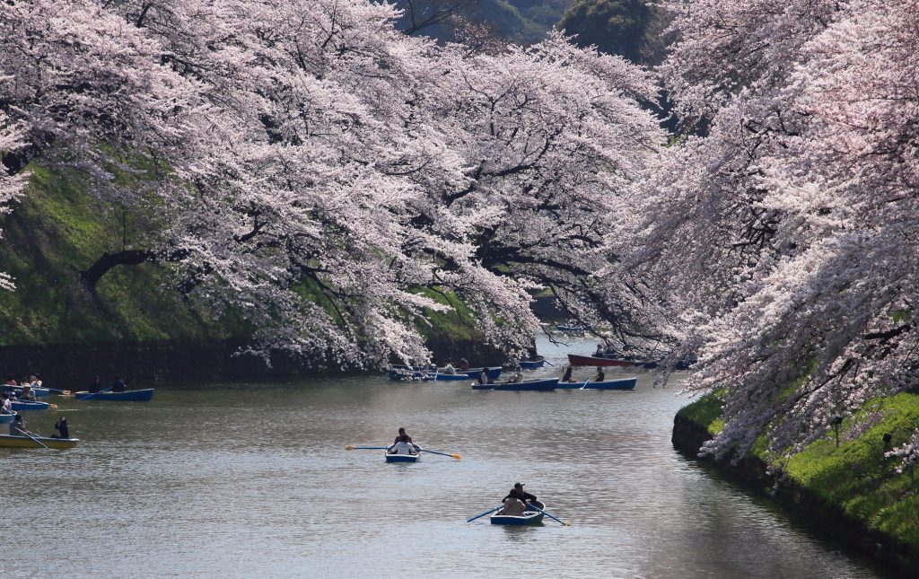 2024日本樱花季 | 日本各地开花预测及必去赏樱景点推荐