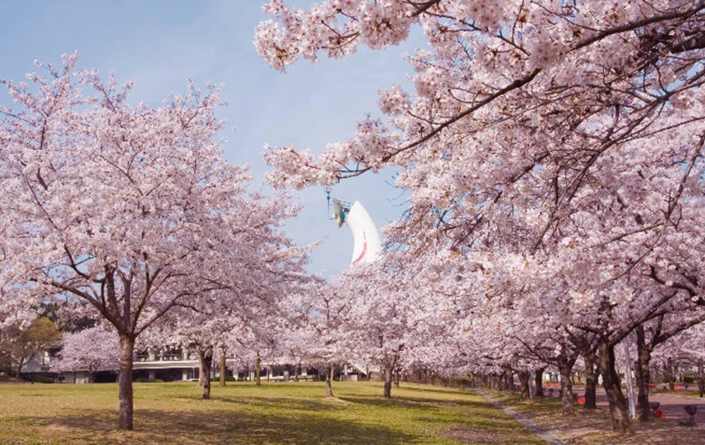 2024日本樱花季 | 日本各地开花预测及必去赏樱景点推荐