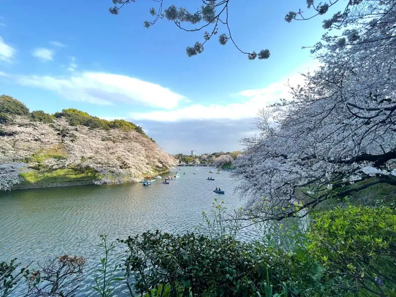 日本追樱花必看！热门樱花景点 35 选＆满开预测指南，错过只能等明年啦！