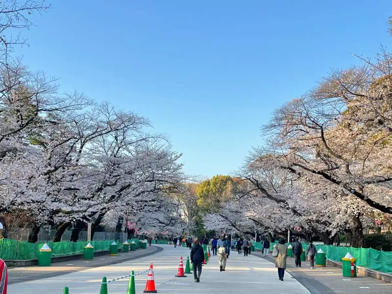 日本追樱花必看！热门樱花景点 35 选＆满开预测指南，错过只能等明年啦！