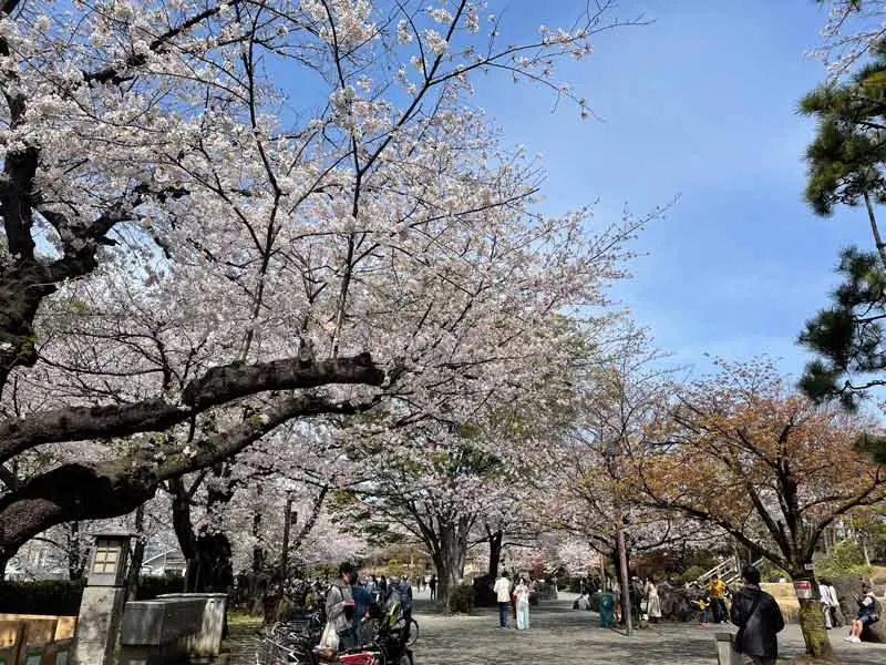 日本追樱花必看！热门樱花景点 35 选＆满开预测指南，错过只能等明年啦！