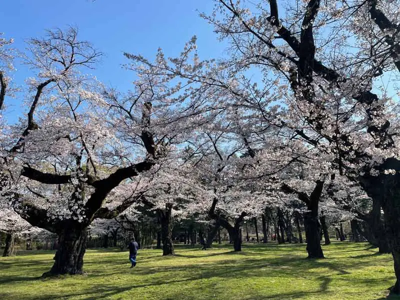 日本追樱花必看！热门樱花景点 35 选＆满开预测指南，错过只能等明年啦！