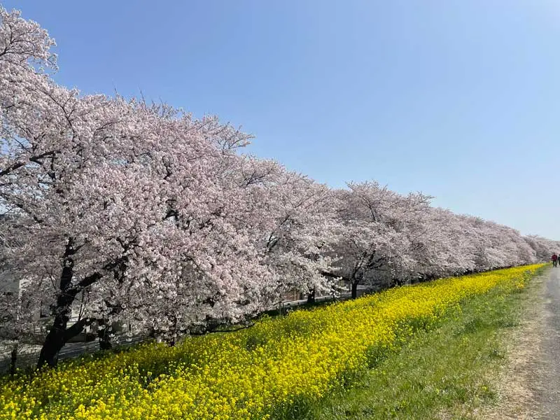 日本追樱花必看！热门樱花景点 35 选＆满开预测指南，错过只能等明年啦！