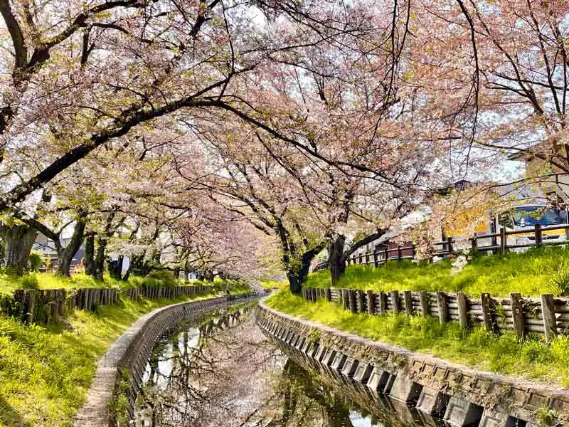 日本追樱花必看！热门樱花景点 35 选＆满开预测指南，错过只能等明年啦！