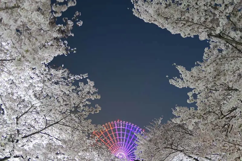 日本追樱花必看！热门樱花景点 35 选＆满开预测指南，错过只能等明年啦！