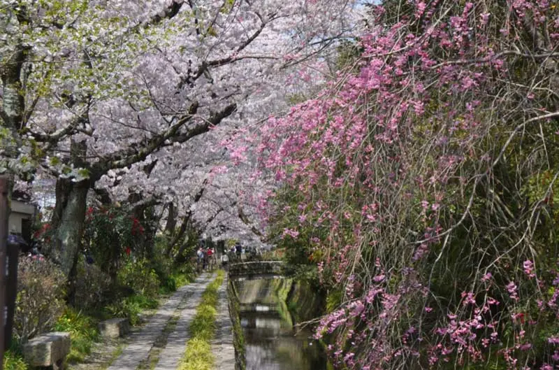 日本追樱花必看！热门樱花景点 35 选＆满开预测指南，错过只能等明年啦！