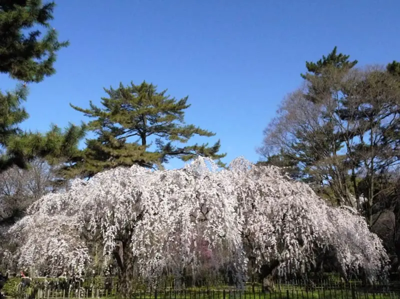 日本追樱花必看！热门樱花景点 35 选＆满开预测指南，错过只能等明年啦！