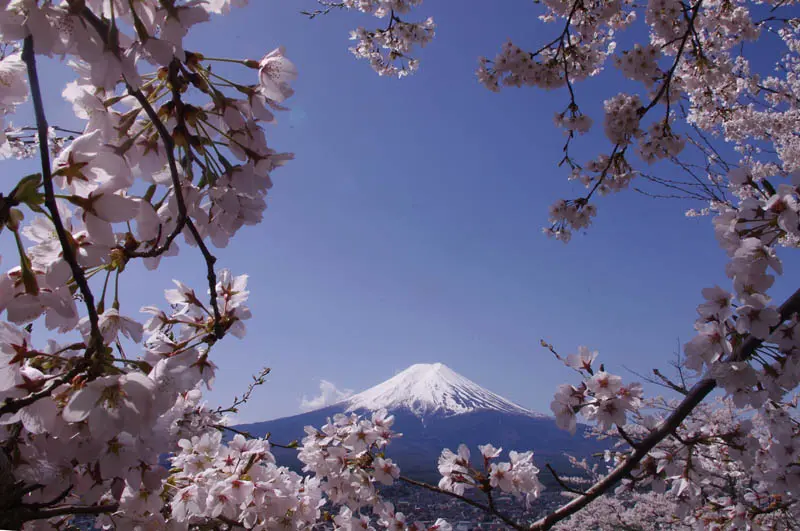 日本追樱花必看！热门樱花景点 35 选＆满开预测指南，错过只能等明年啦！