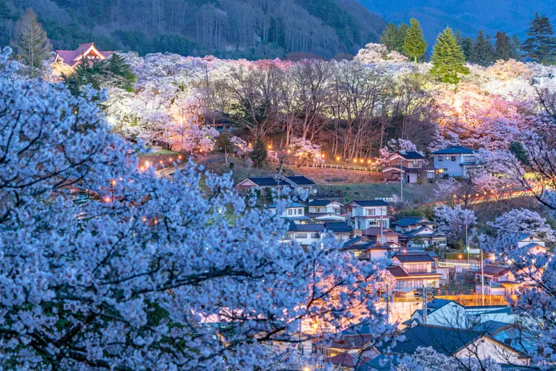 日本追樱花必看！热门樱花景点 35 选＆满开预测指南，错过只能等明年啦！