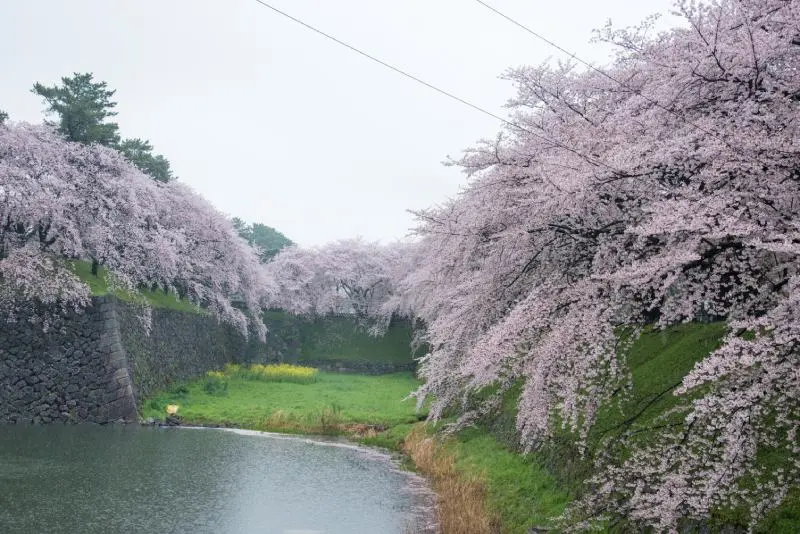 日本追樱花必看！热门樱花景点 35 选＆满开预测指南，错过只能等明年啦！