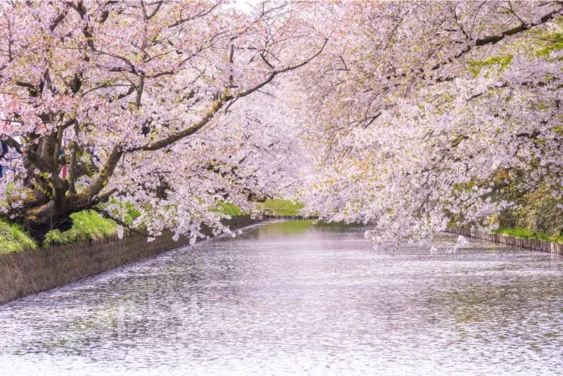 日本追樱花必看！热门樱花景点 35 选＆满开预测指南，错过只能等明年啦！