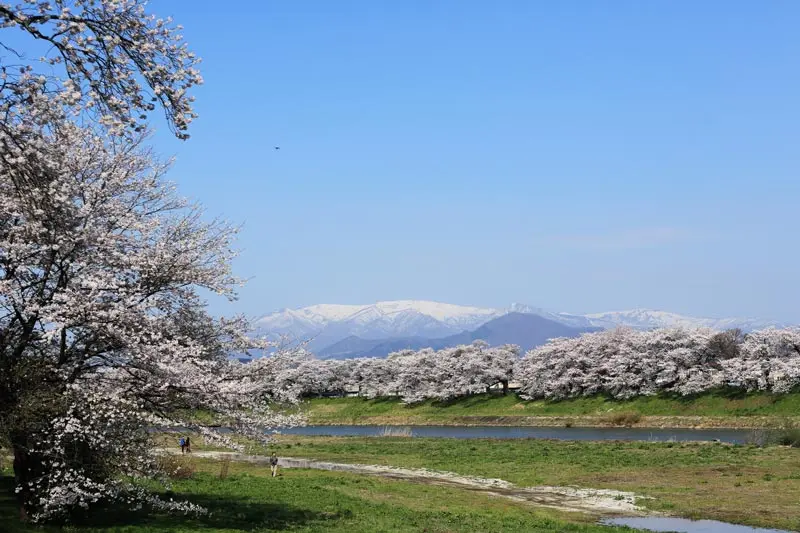 日本追樱花必看！热门樱花景点 35 选＆满开预测指南，错过只能等明年啦！