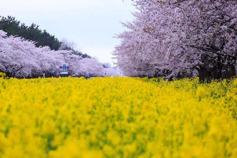 日本追樱花必看！热门樱花景点 35 选＆满开预测指南，错过只能等明年啦！