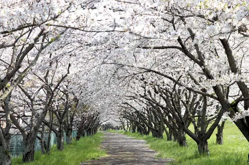 日本追樱花必看！热门樱花景点 35 选＆满开预测指南，错过只能等明年啦！