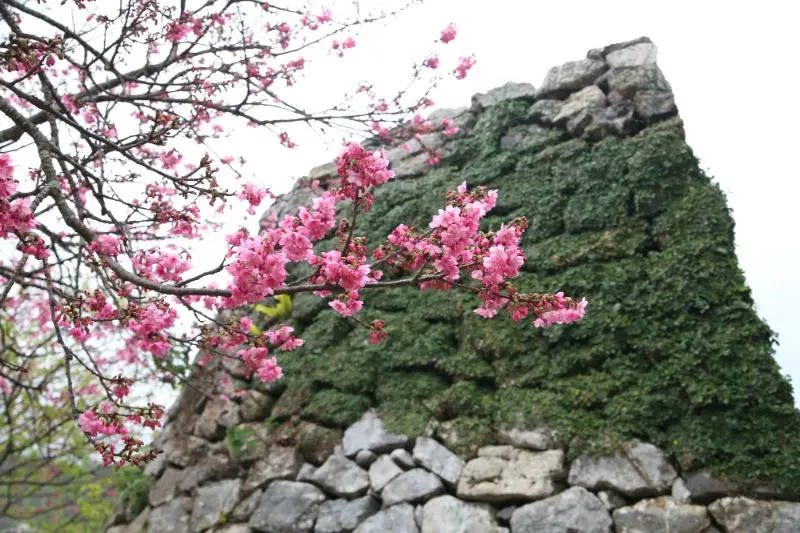 日本追樱花必看！热门樱花景点 35 选＆满开预测指南，错过只能等明年啦！