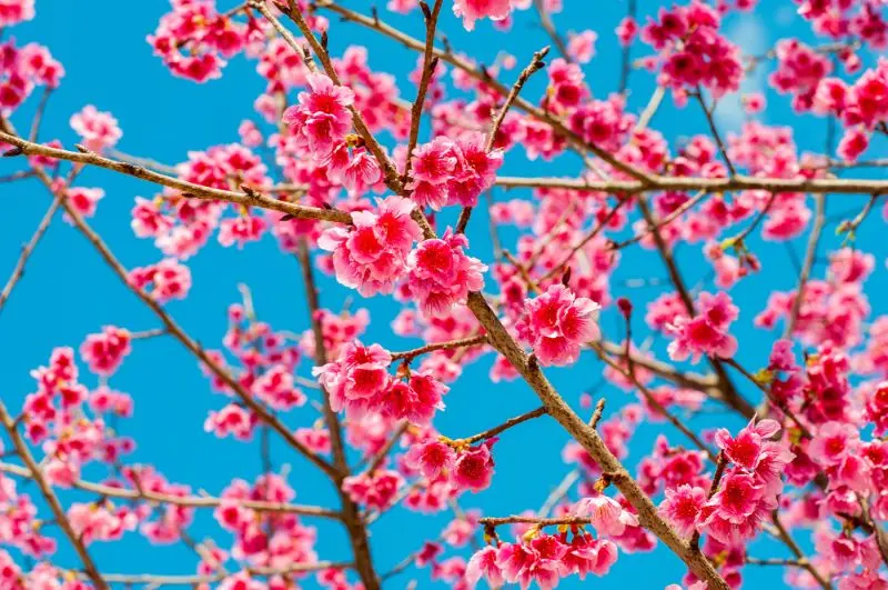 日本追樱花必看！热门樱花景点 35 选＆满开预测指南，错过只能等明年啦！