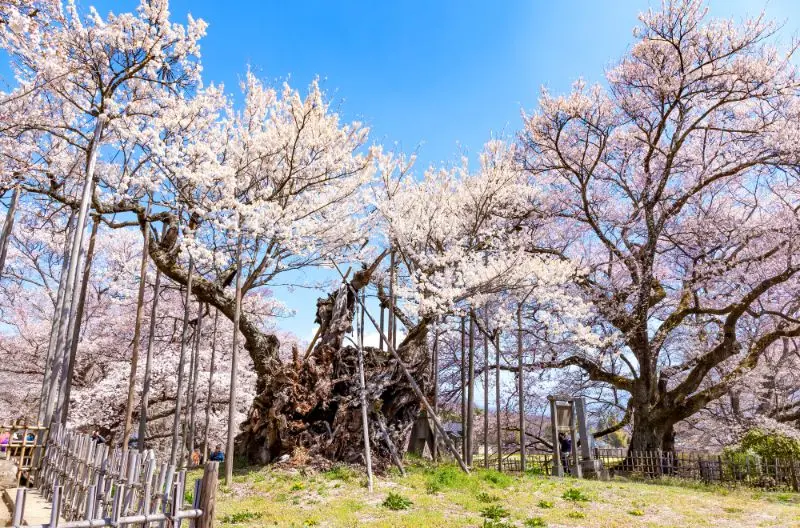 日本追樱花必看！热门樱花景点 35 选＆满开预测指南，错过只能等明年啦！