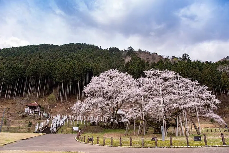 日本追樱花必看！热门樱花景点 35 选＆满开预测指南，错过只能等明年啦！