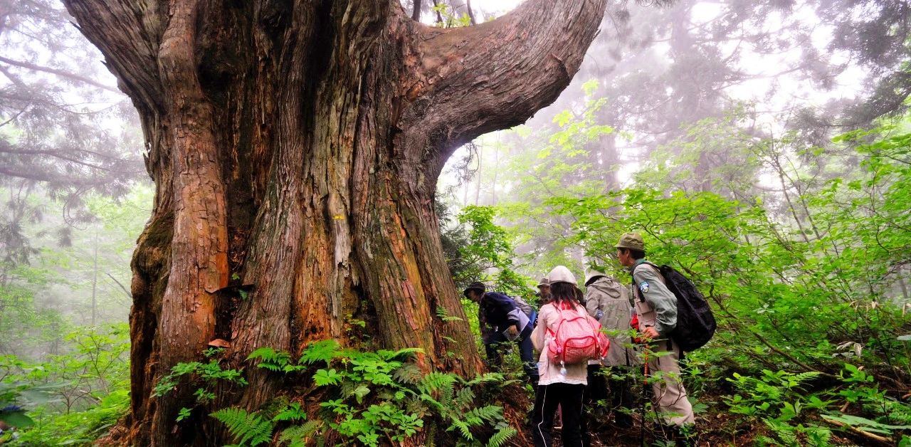 2024立山黑部4月正式开山！「雪之大谷漫步节」30周年活动抢先看