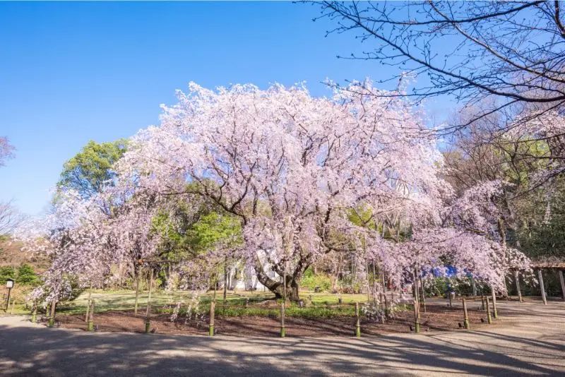 错过再等一年！2024年东京赏樱推荐，开花日预测＆必访景点信息总整理