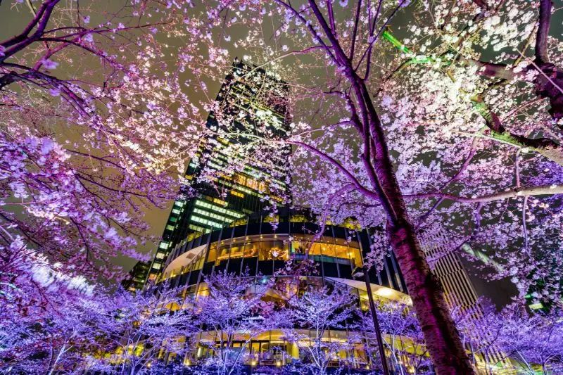 错过再等一年！2024年东京赏樱推荐，开花日预测＆必访景点信息总整理