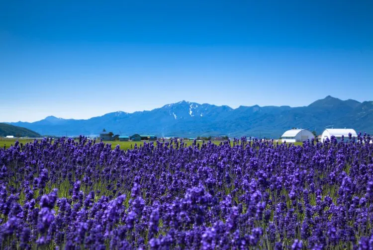 省钱畅游北海道 札幌/小樽/登别/美瑛/富良野景点交通推荐