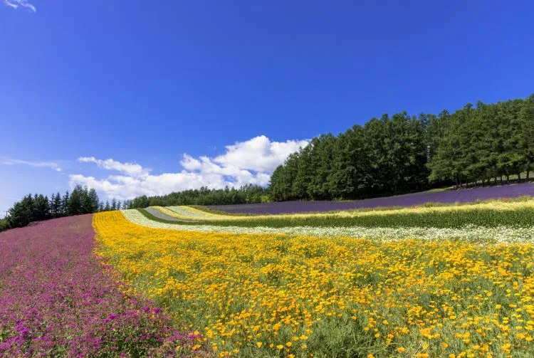 省钱畅游北海道 札幌/小樽/登别/美瑛/富良野景点交通推荐