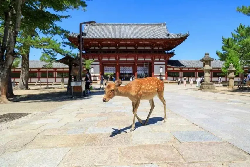 奈良不止有小鹿！7大必去旅游景点/地图/交通/美食推荐