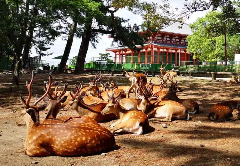奈良不止有小鹿！7大必去旅游景点/地图/交通/美食推荐