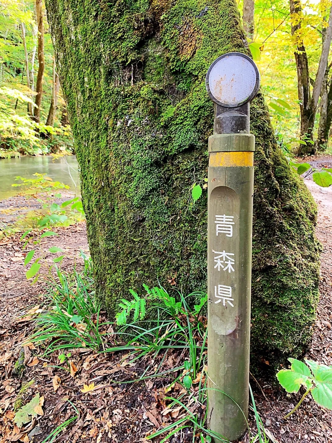 在青森开启自然之旅 看湖光山色 漫步茂密森林