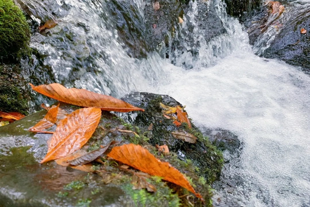 在青森开启自然之旅 看湖光山色 漫步茂密森林