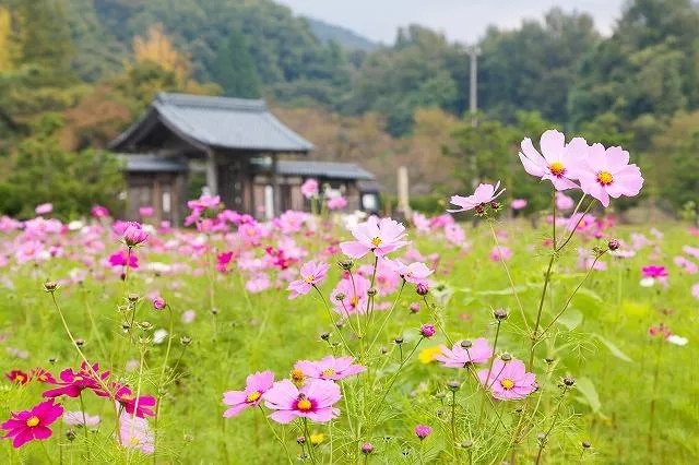 原来这就是五彩斑斓的秋——敦贺西福寺赏枫