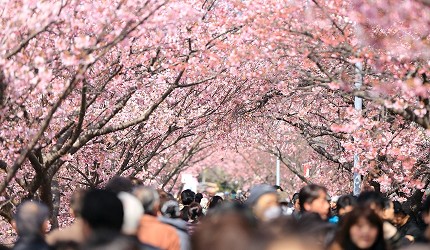 2020大阪赏樱景点推荐！造币局樱花隧道、大阪城夜樱超浪漫！