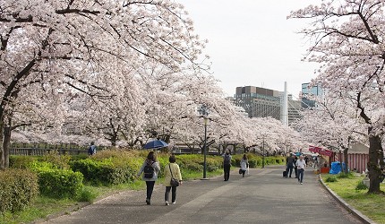 2020大阪赏樱景点推荐！造币局樱花隧道、大阪城夜樱超浪漫！