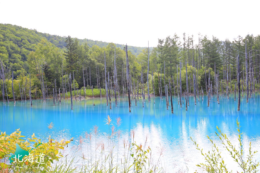 【北海道】美瑛青池：必訪美瑛富良野青い池絕景，交通Mapcode＆周邊景點分享