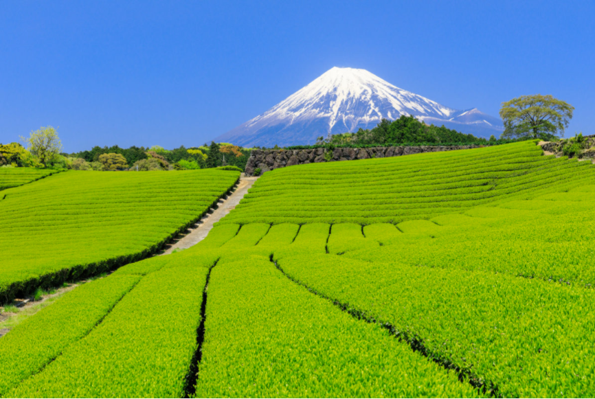 日本各地名茶品种介绍--关东 北信越 东海