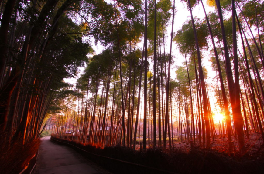 游京都竹林小径--最美景色是什么时候呢?