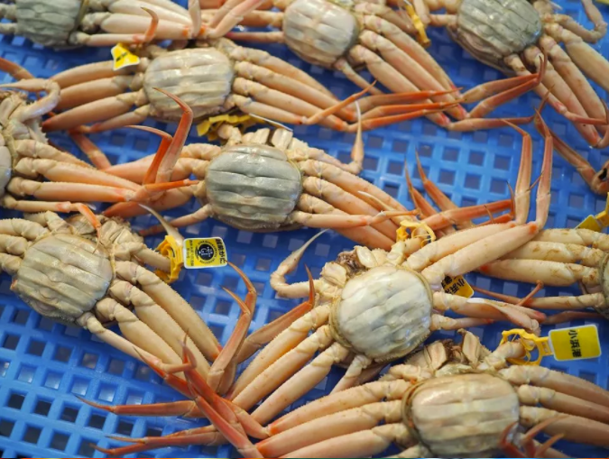 日本美食季-2021年福井越前蟹尝鲜