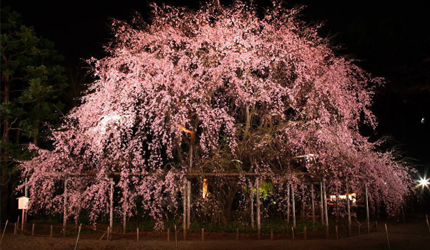 2020东京「夜樱」点灯资讯！除了目黑川还有这6个夜樱景点也是必去！