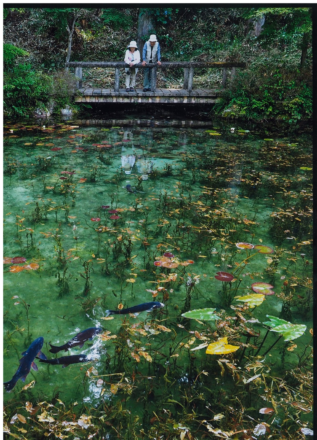 日本岐阜“莫奈的池塘”，如梦似幻！