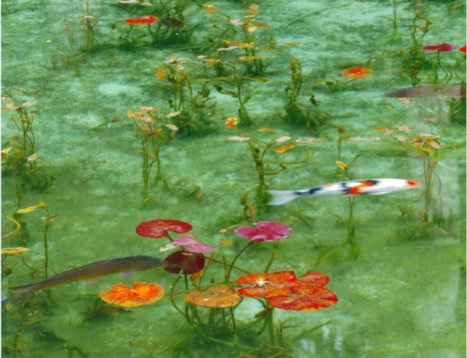 日本岐阜“莫奈的池塘”，如梦似幻！
