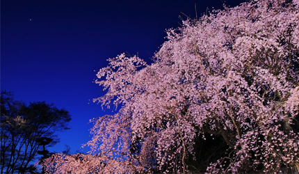 2020东京「夜樱」点灯资讯！除了目黑川还有这6个夜樱景点也是必去！