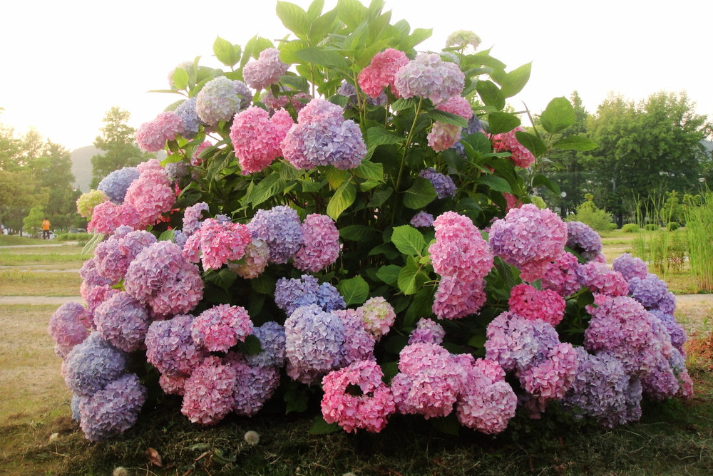 梅雨季，遇见紫阳花！